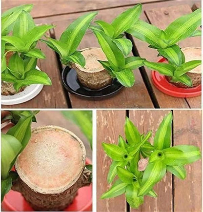 🔥 LAST DAY SALE - 50% OFF🔥 LUCKY BRAZIL WOOD POTTED PLANT