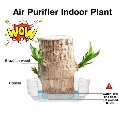 🔥 LAST DAY SALE - 50% OFF🔥 LUCKY BRAZIL WOOD POTTED PLANT