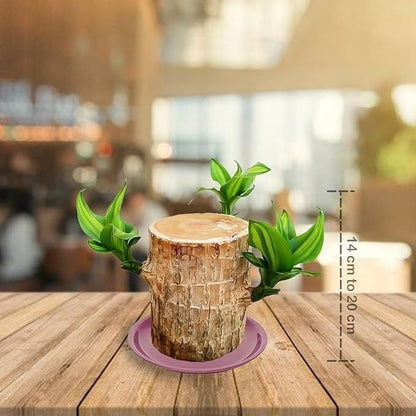 🔥 LAST DAY SALE - 50% OFF🔥 LUCKY BRAZIL WOOD POTTED PLANT