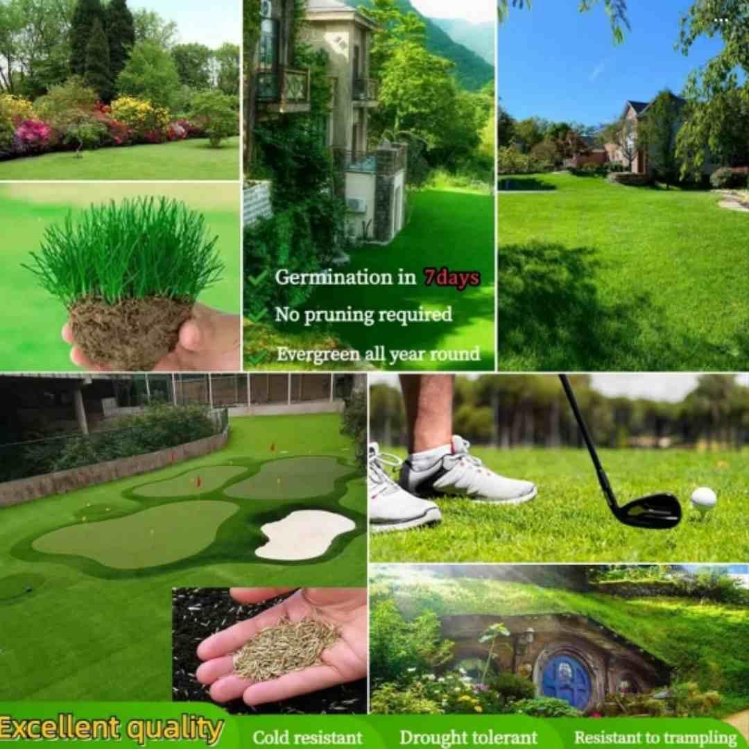 🌱 Four Seasons Evergreen Grass Seed | Create Your Perfect Lawn, Starting Here!