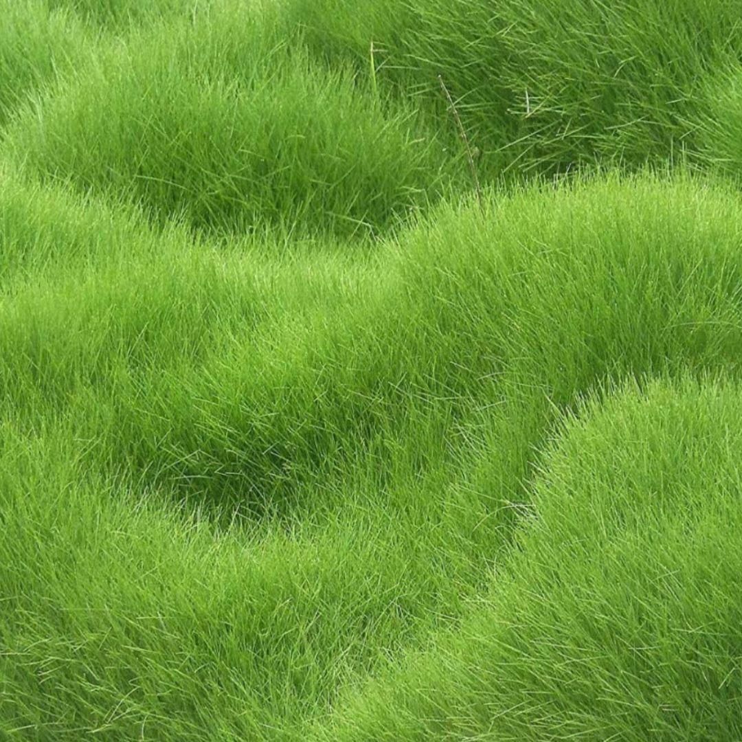 🌱 Four Seasons Evergreen Grass Seed | Create Your Perfect Lawn, Starting Here!