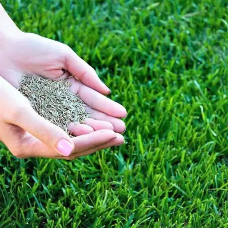 🌱 Four Seasons Evergreen Grass Seed | Create Your Perfect Lawn, Starting Here!