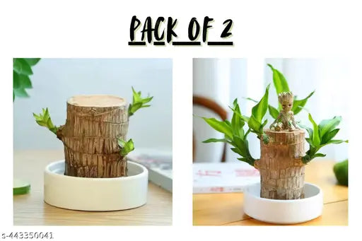 🔥BUY 1 GET 1 FREE🔥 LUCKY BRAZIL WOOD POTTED PLANT